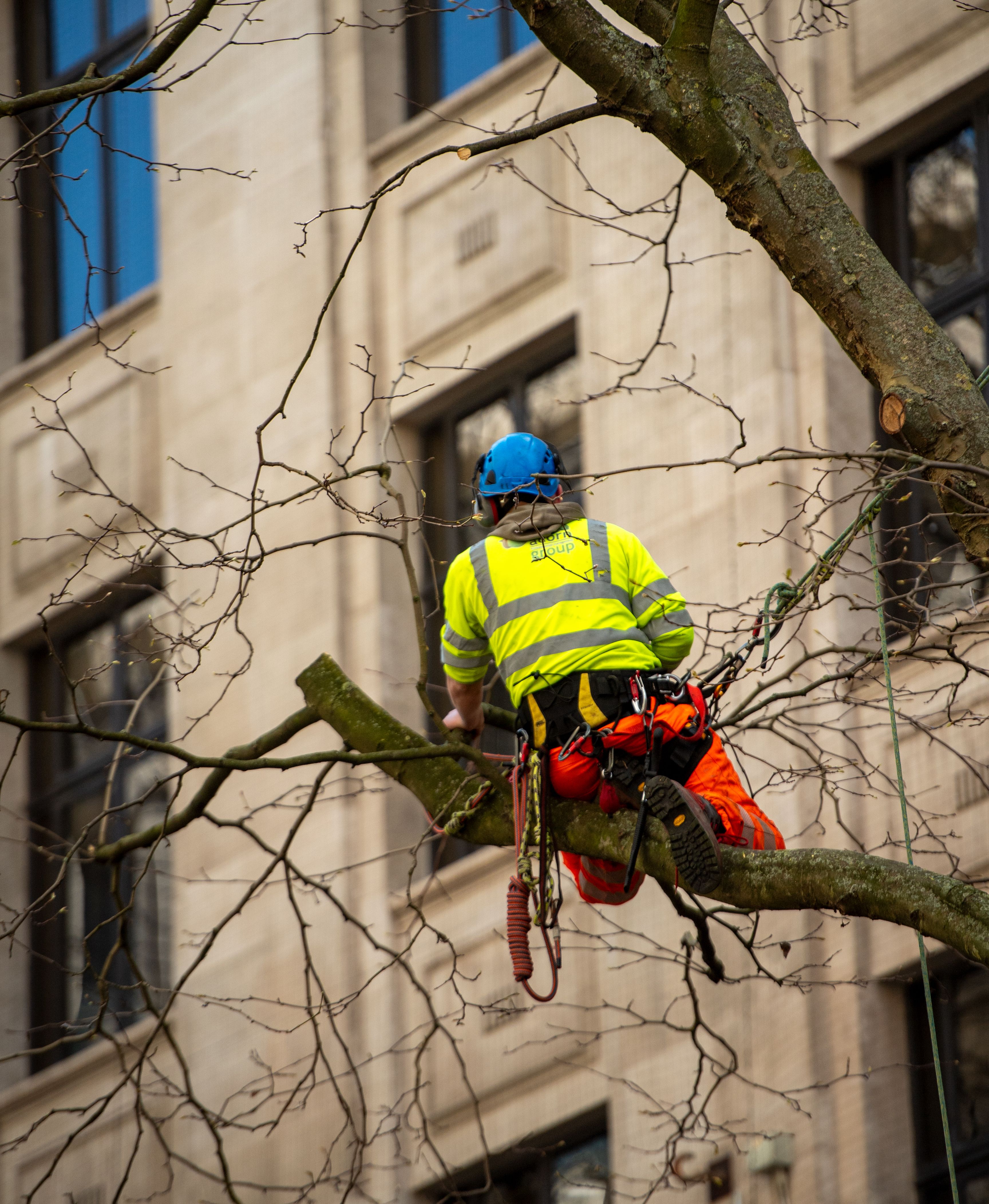 Professional arborist tree care equipment